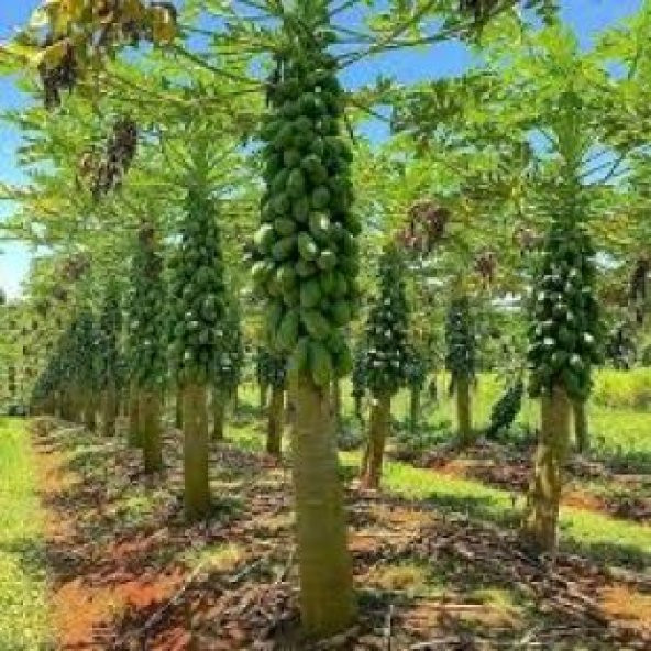 Tropikal Papaya Meyvesi Tohumu Ekim Seti - Resim 5