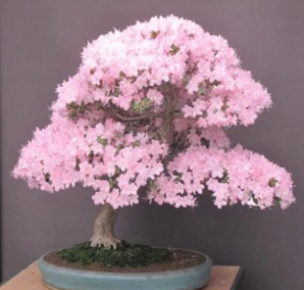 İthal Cherry Blossom Bonzai Ağacı Tohumu Ekim Seti - 2