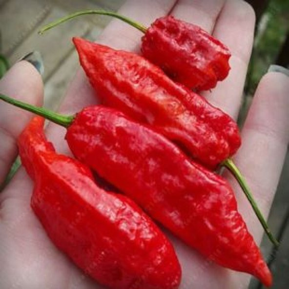 İthal But Jolokia Biber Tohumu Ekim Seti - 3