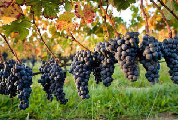 Nadir Siyah Şarköy Üzümü Tohumu Ekim Seti - Resim 4