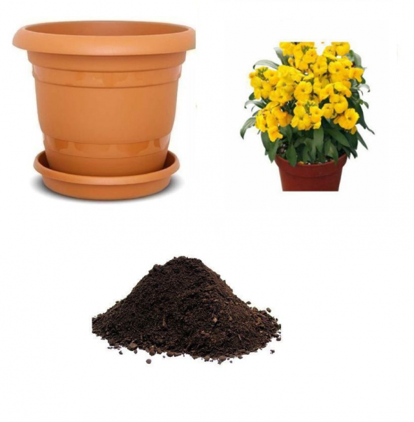 Sarı Şebboy Çiçeği Tohumu Ekim Seti