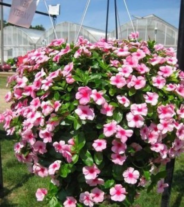 Pervane Çiçeği Tohumu Ekim Seti ürün görseli