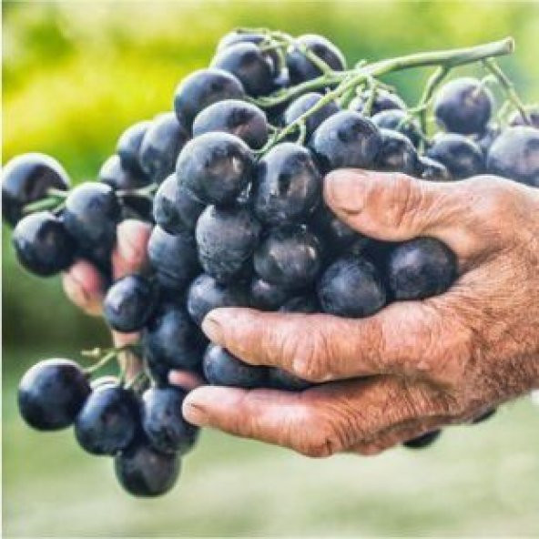 Nadir Siyah Şarköy Üzümü Tohumu Ekim Seti - Resim 5