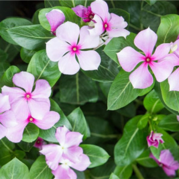 Rozet Çiçeği Tohumu Ekim Seti - 4