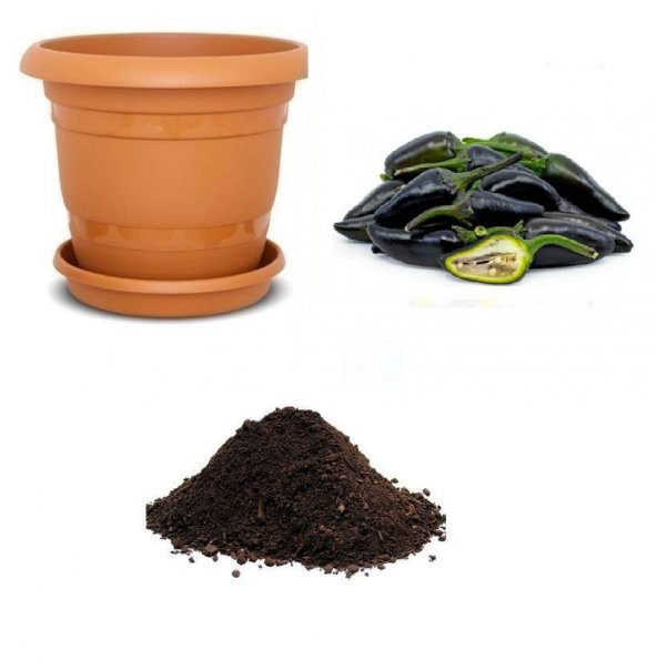 İthal Çok Acı Siyah Süs Biberi Tohumu Ekim Seti