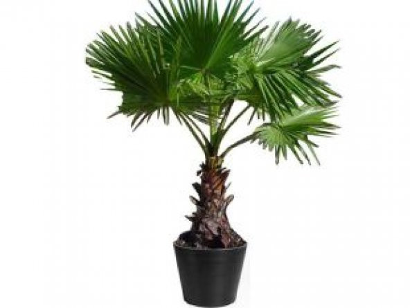 Washingtonia Robusta Palmiye Ağacı Tohumu Ekim Seti - 4