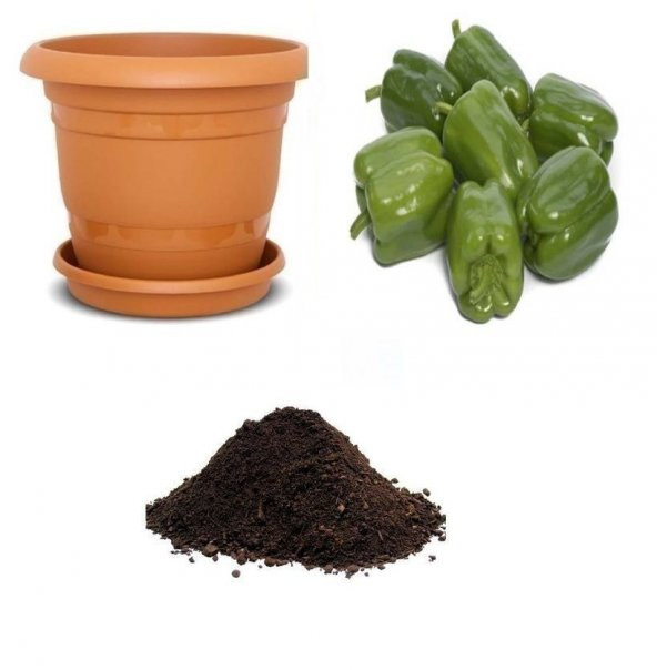 Antep Acı Dolmalık Biber Tohumu Ekim Seti ürün görseli