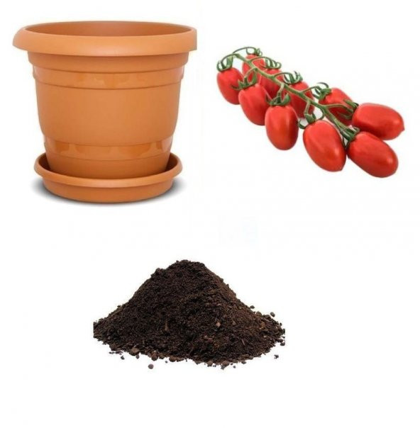 Bursa Domates Tohumu Ekim Seti