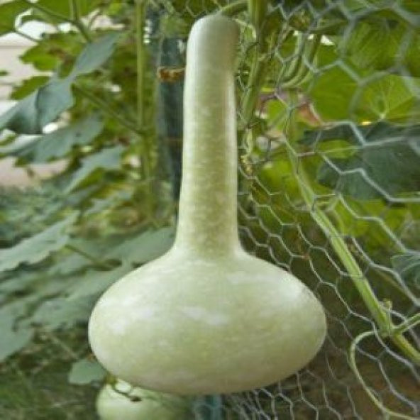 Nadir Süs Kabağı Tohumu Ekim Seti - 2