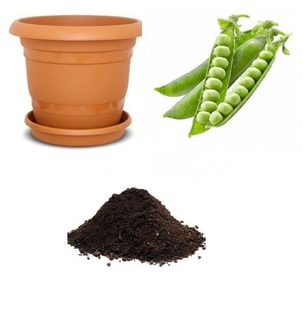 Bezelye Tohumu Ekim Seti