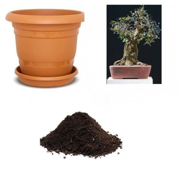 İthal Blueberry Bonzai Ağacı Tohumu Ekim Seti