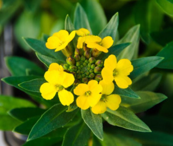 Sarı Şebboy Çiçeği Tohumu Ekim Seti - 3