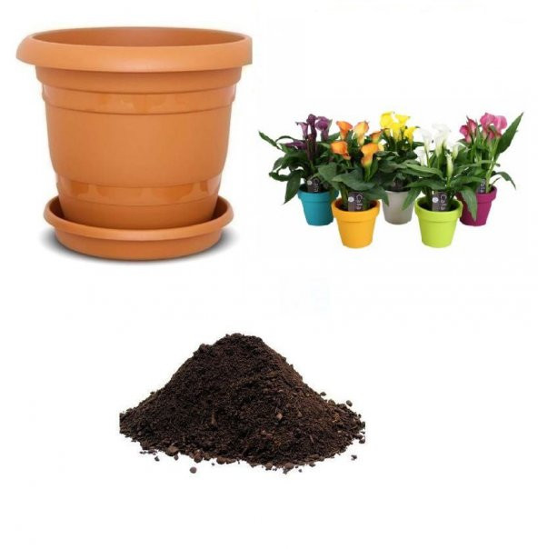 İthal Karışık Calla Lily Tohumu Ekim Seti ürün görseli