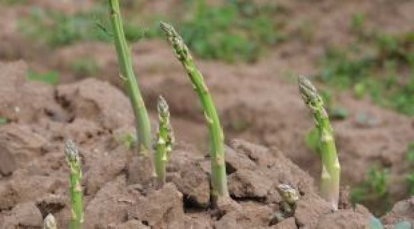 İthal Kuşkonmaz Tohumu Ekim Seti - Resim 5