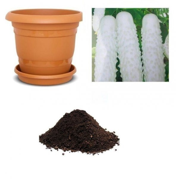 İthal Beyaz Salatalık Tohumu Ekim Seti