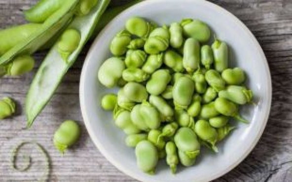 Bakla Tohumu Ekim Seti - Resim 5