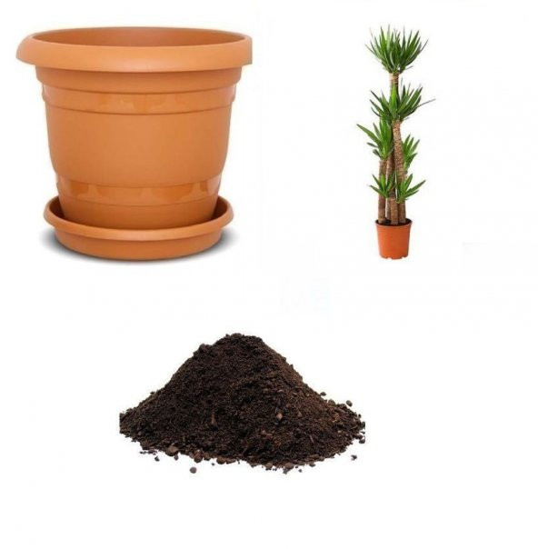 Nadir İthal Yucca Tohumu Ekim