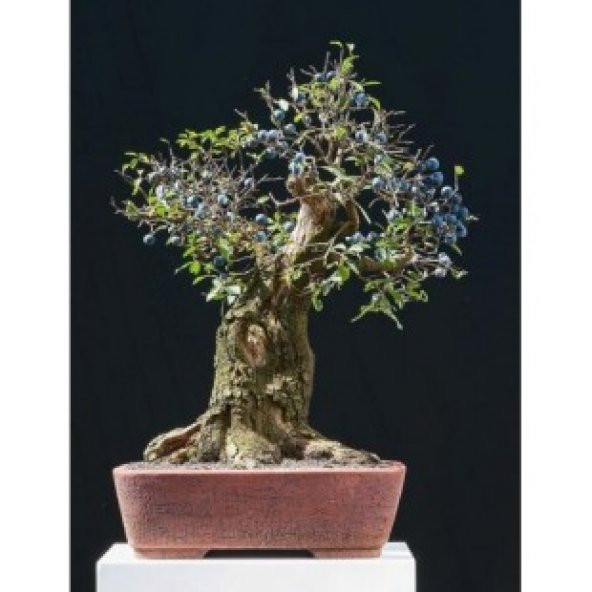 İthal Blueberry Bonzai Ağacı Tohumu Ekim Seti - 3