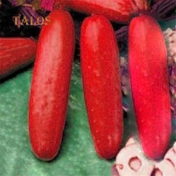 İthal Kırmızı Salatalık Tohumu Ekim Seti - 3