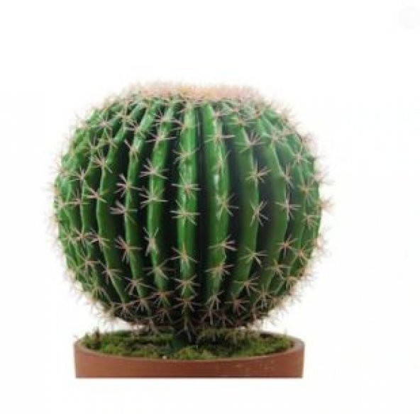 İthal Arizona Kaktüsü Tohumu Ekim Seti - 2
