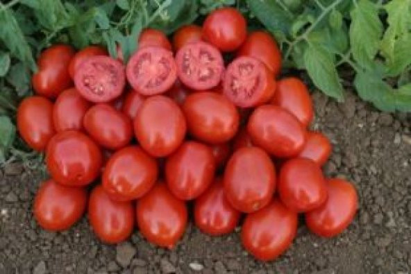 Bursa Domates Tohumu Ekim Seti - 5