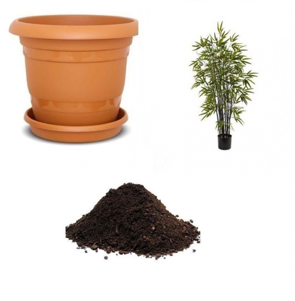 İthal Kara Bambu Tohumu Ekim Seti - 1