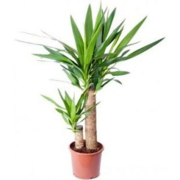 Nadir İthal Yucca Tohumu Ekim - 3
