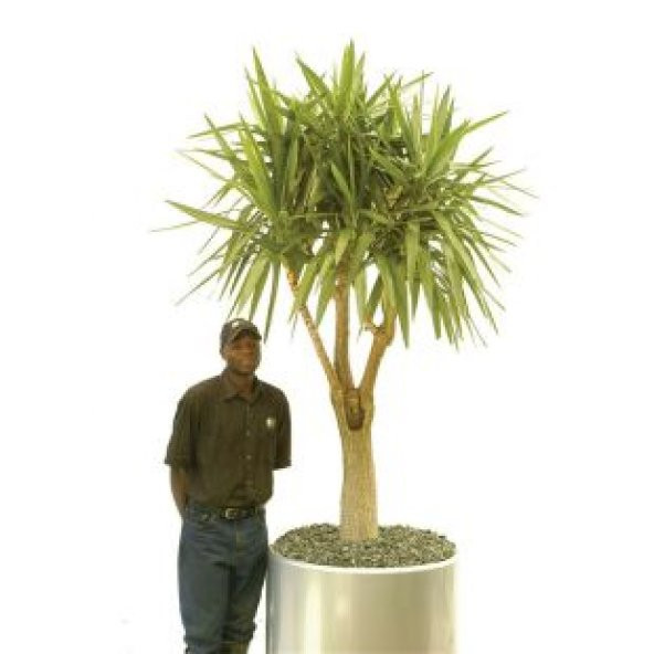 Nadir İthal Yucca Tohumu Ekim - 4