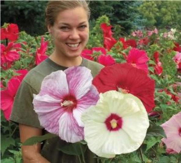 Dev Hibiscus Çiçeği Tohumu Ekim Seti - 2