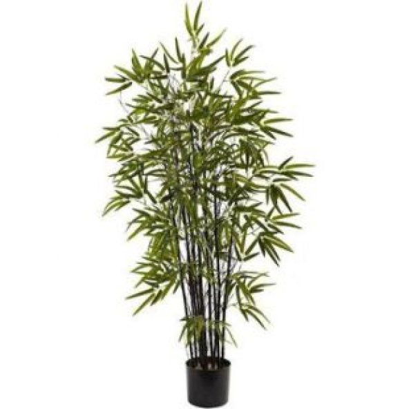İthal Kara Bambu Tohumu Ekim Seti - 2