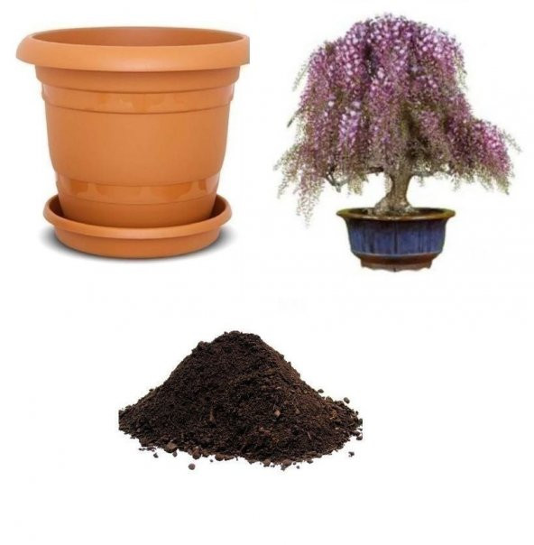 İthal Kıbrıs Akasya Bonzai Ağacı Tohumu Ekim Seti