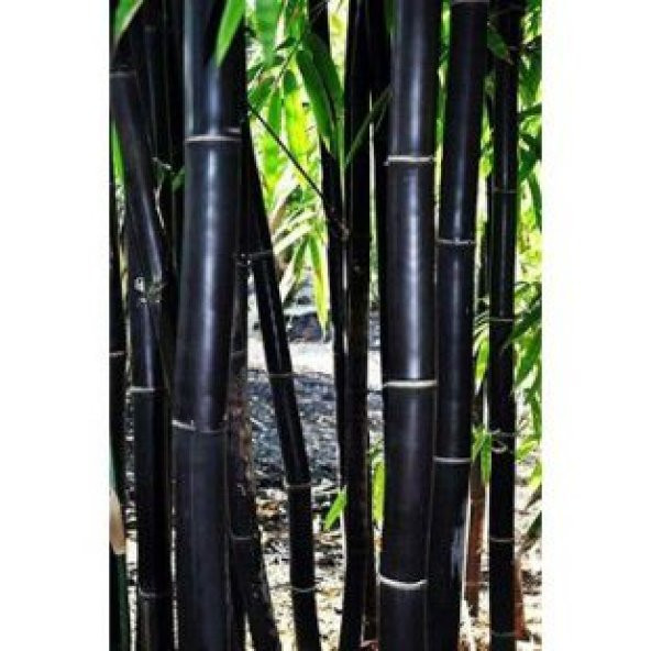 İthal Kara Bambu Tohumu Ekim Seti - 3