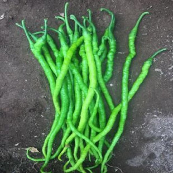 Acı Kıl Biber Tohumu Ekim Seti - 3