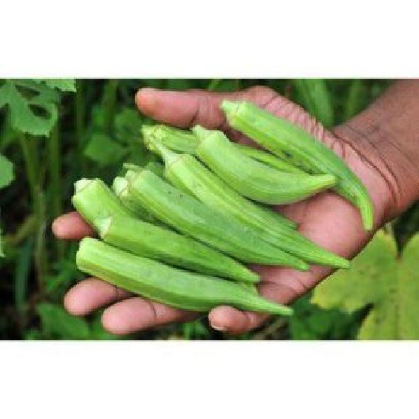 Meşhur Bamya Tohumu Ekim Seti - 4