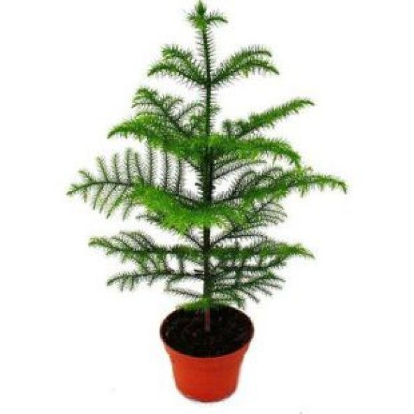 İthal Salon Çamı Tohumu Ekim Seti - 2
