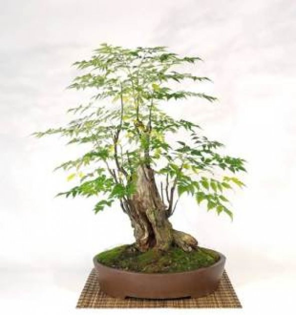 İthal Tesbih Bonzai Ağacı Tohumu Ekim Seti - Resim 3