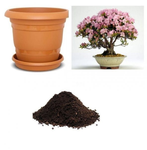 İthal Pembe Zakkum Bonzai Ağacı Tohumu Ekim Seti - 1