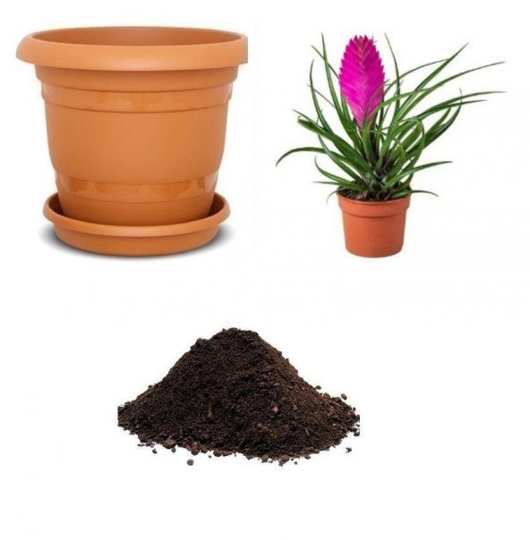 İthal Tillandsia Çiçeği Tohumu Ekim Seti