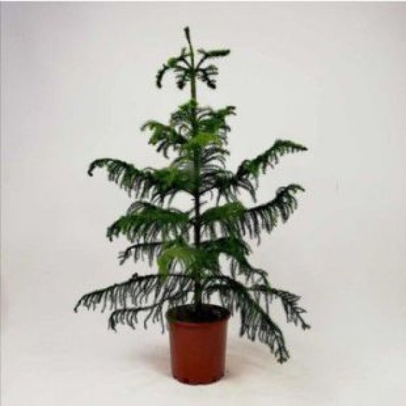 İthal Arokarya Ağacı Tohumu Ekim Seti - 4