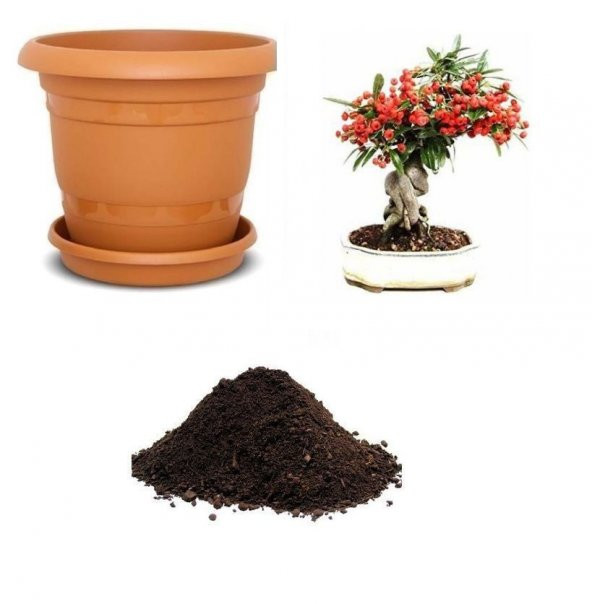 İthal Kahve Bonzai Ağacı Tohumu Ekim Seti