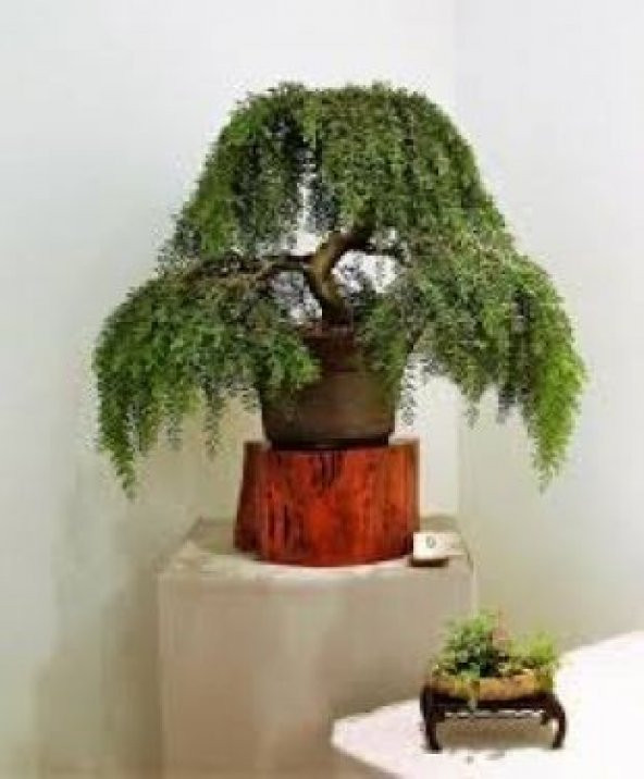 İthal Kıbrıs Akasya Bonzai Ağacı Tohumu Ekim Seti - 5