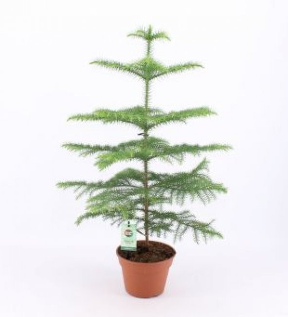 İthal Salon Çamı Tohumu Ekim Seti - 5