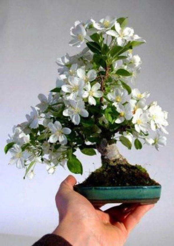 İthal Beyaz Zakkum Bonzai Ağacı Tohumu Ekim Seti - Resim 3