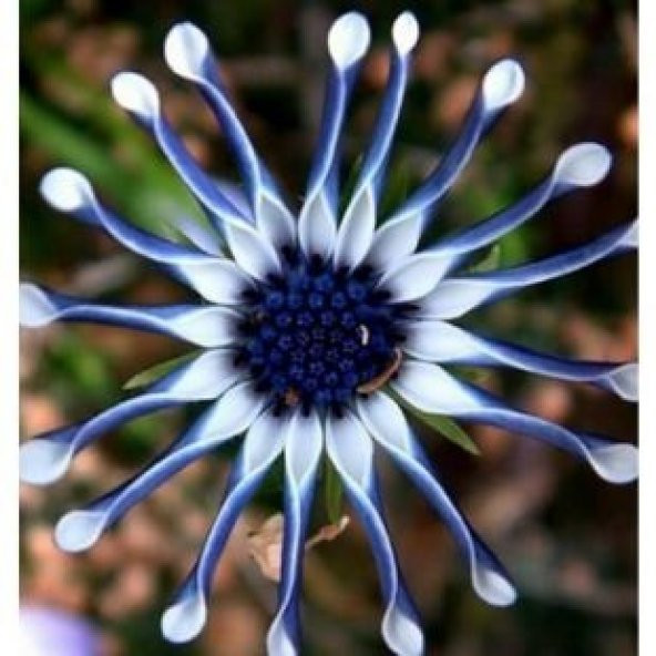 Dev Mavi Papatya Tohumu Ekim Seti - Resim 2