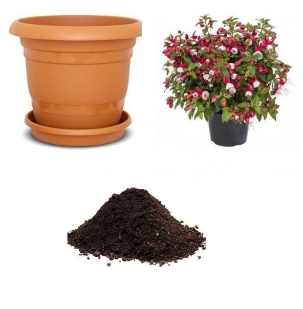 Beyaz Küpeli Çiçeği Tohumu Ekim Seti