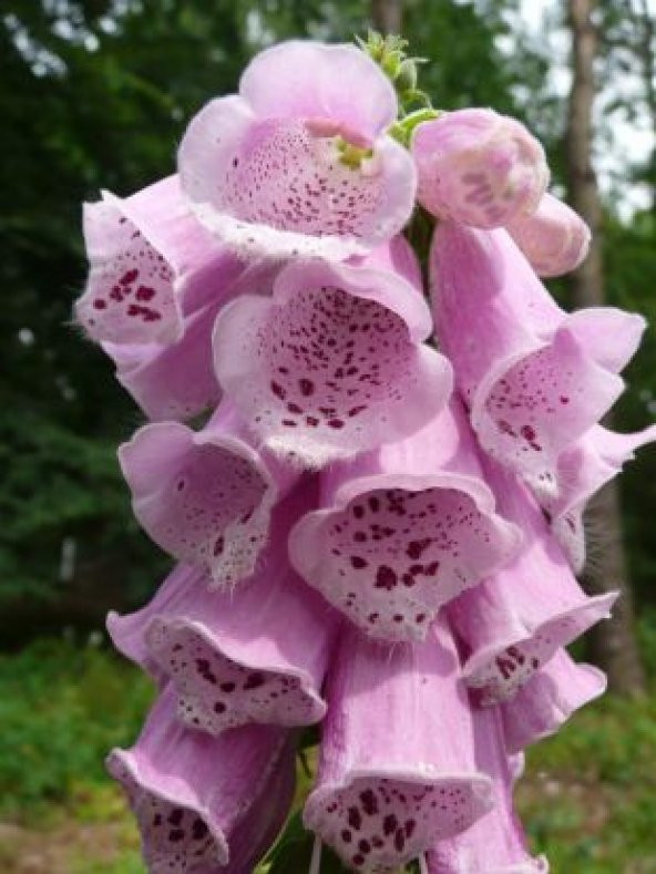 Pembe Kadeh Çiçeği Tohumu Ekim Seti - 3