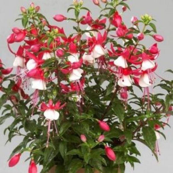 Pembe Küpeli Çiçeği Tohumu Ekim Seti - 2