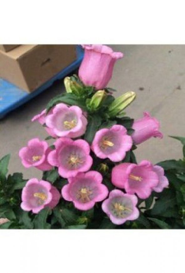 Pembe Çan Çiçeği Tohumu Ekim Seti - Resim 4