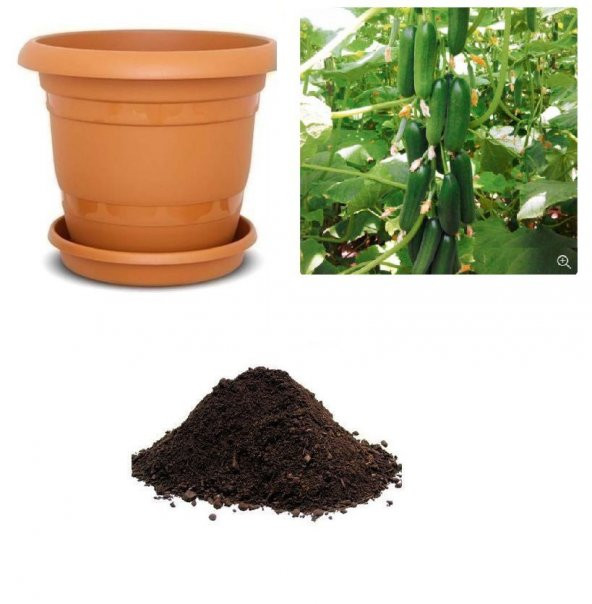 Erkenci Badem Salatalık Tohumu Ekim Seti