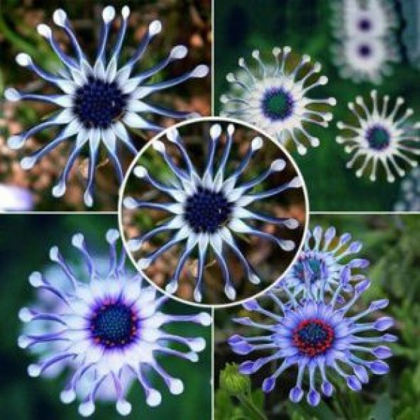 Dev Mavi Papatya Tohumu Ekim Seti - Resim 3